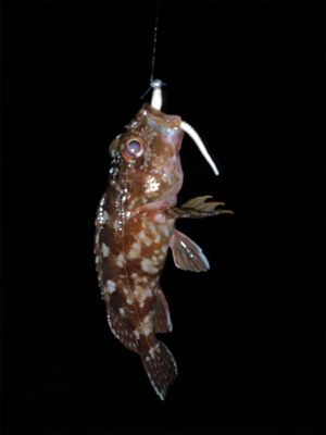 フロート・ガシリングと、ベリング