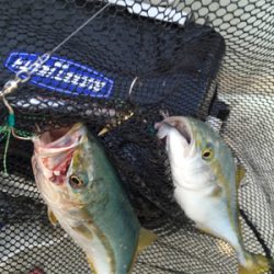 ライトジギング