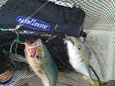 ライトジギング