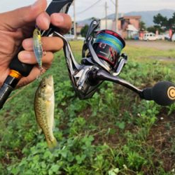 バス、ハス、アユ