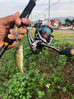 バス、ハス、アユ