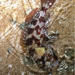 every day ガッシー