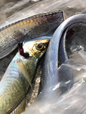 皆さん急いでー！②