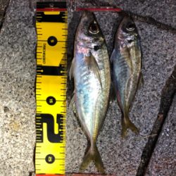 アジング自己記録更新