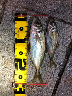 アジング自己記録更新