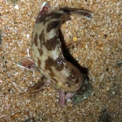 まだまだ夏ガッシー