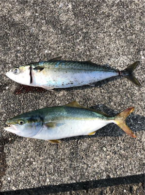 久しぶりの釣り