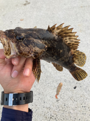 真夏のベッコウゾイ