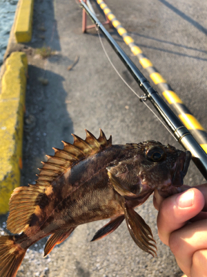 【ヘチ釣り】三重県霞埠頭にてへちさぐり