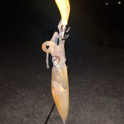 ケンサキイカ③