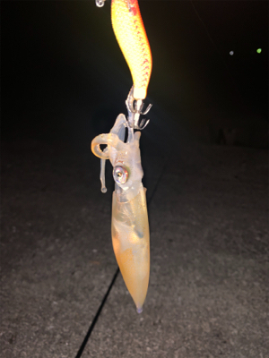 ケンサキイカ③