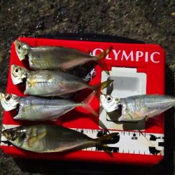 アジング練習 181