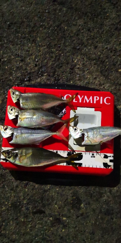 アジング練習 181