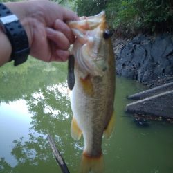 リザーバー釣行