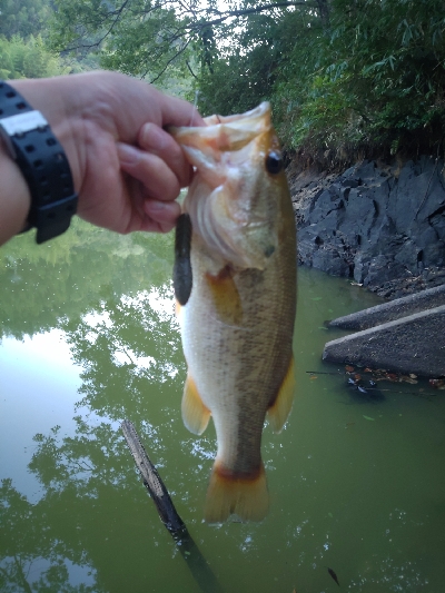 リザーバー釣行