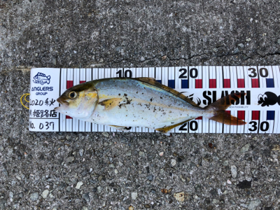 久しぶりの釣果