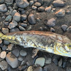 夏の終わりも近い