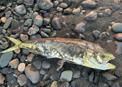 夏の終わりも近い