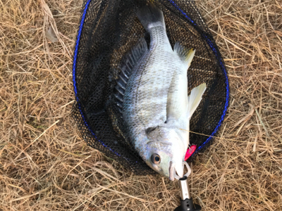 トップウォーター