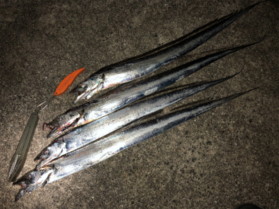 タチウオ好調続く