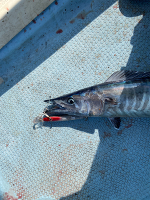 オキサワラジギング