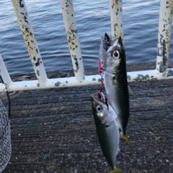 サバがはばをきかしております…。