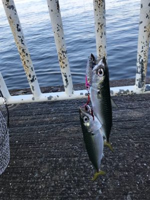 サバがはばをきかしております…。