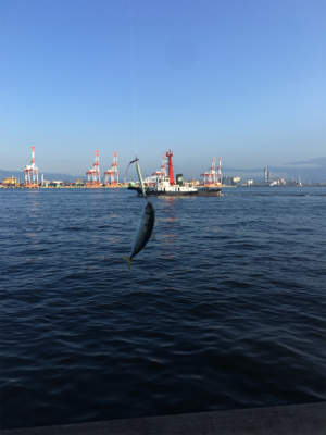 酷暑。。たまに小鯖だけ。。。