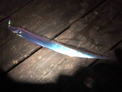 約1か月ぶりの釣行‼…