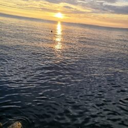 太刀魚はワンチャンス