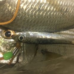 小さいイワシがいい餌になってくれました!