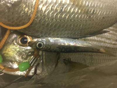 小さいイワシがいい餌になってくれました!