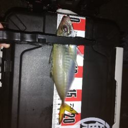 アジ探し　南港