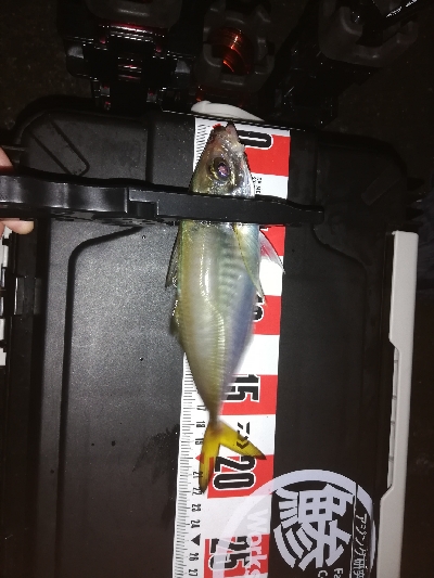 アジ探し　南港