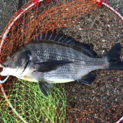 好調釣り場で1枚のみ