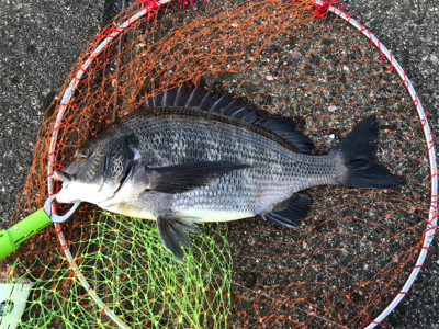 好調釣り場で1枚のみ