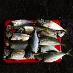 アジング練習 182