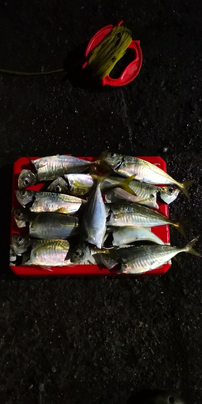 アジング練習 182