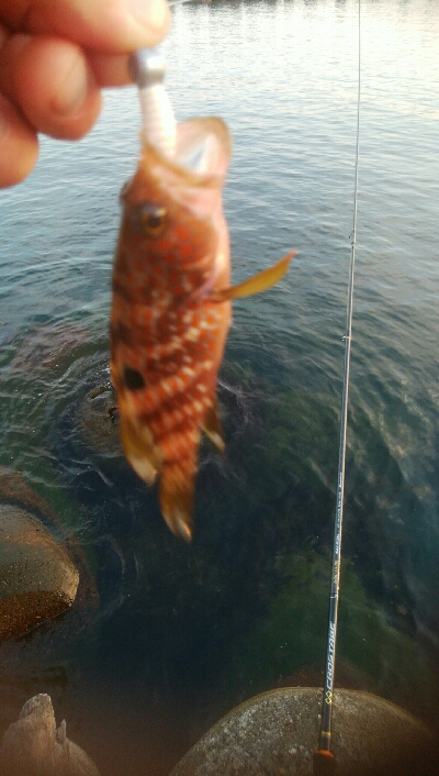 アオリイカ2杯！キジハタ4匹！カマス2匹！…