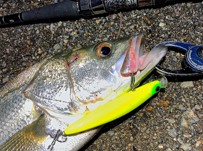 リバーシーバス