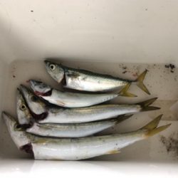 カマス好調(・∀・)