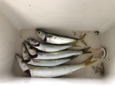 カマス好調(・∀・)