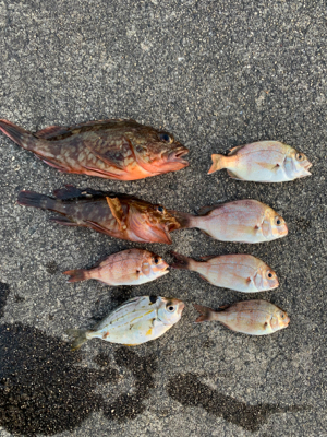 チャリコいっぱい