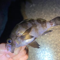 アジングしてるつもりがメバリングでした