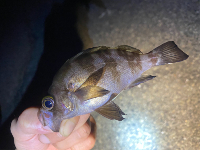 アジングしてるつもりがメバリングでした