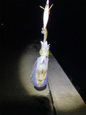 まだ小さいけど何とか一杯