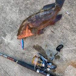 今シーズン初アコウ