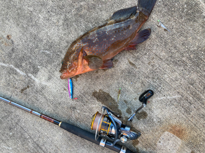 今シーズン初アコウ