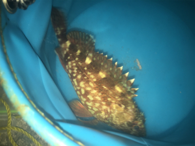 絶対釣りたい！