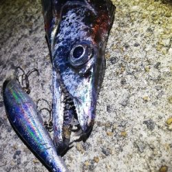 今日もタチウオ♪